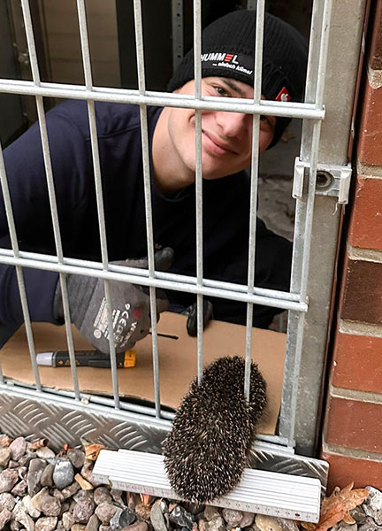 Igel sitz im Gitter des Zauns fest. Ein Monteur kommt ihm zur Hilfe.